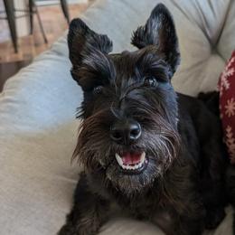 Scottish Terriers from Bellendaine Scotties