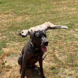 Great Dane All Grown Up from QC MOSS DANES