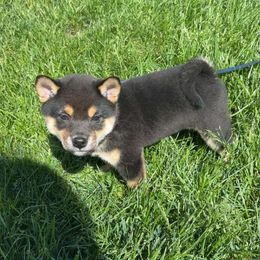 Shiba Inu Puppies from Pineapple Kennels