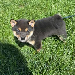 Shiba Inu Puppies from Pineapple Kennels