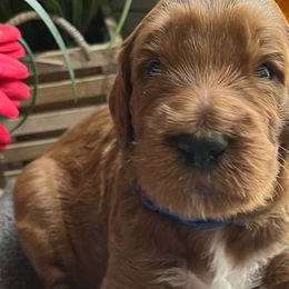 Boy 1 - Goldendoodle puppy in Christiana, Tennessee from Rechlicz Family Doodles
