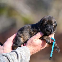 Nancy - Sable female German Shepherd puppy in Murrayville, Georgia from Vom Clark’s German Shepherds