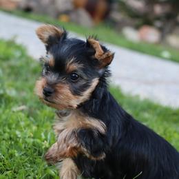 Cupid - Black and tan female Yorkshire Terrier puppy in Ceres, California from Mr.Yorkie