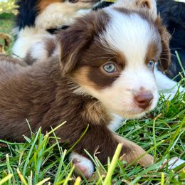 Cinnamon - Red tri female Miniature Australian Shepherd puppy in Jenkinsville, South Carolina from Monticello Mini Aussies