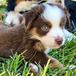 Cinnamon - Red tri female Miniature Australian Shepherd puppy in Jenkinsville, South Carolina from Monticello Mini Aussies