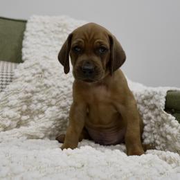 Gold Boy - Red male Redbone Coonhound puppy in Shreveport, Louisiana from BAFERD Kennels