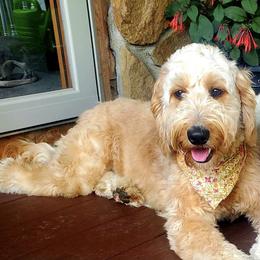 Goldendoodle Puppies from Goldhaly Peach Doodles