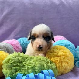 Blue Merle Male 2 - Blue merle male Miniature American Shepherd puppy in Connecticut from Novus Kennels