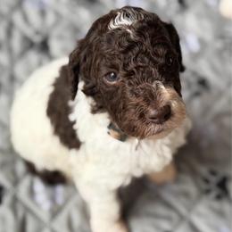 Cookie - Parti male Poodle puppy in Otto, North Carolina from Wild Suns Farm