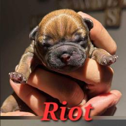 Riot - Fawn male French Bulldog puppy in Hemlock, Michigan from A&D Frenchies
