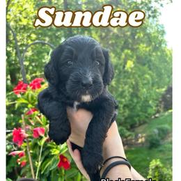 Sundae - Black female Bernedoodle puppy in High Point, North Carolina from Kingsfield Doodles