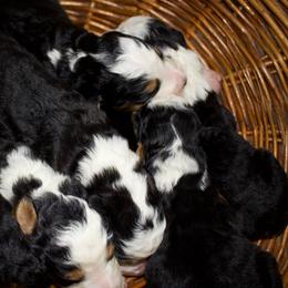 Girl 2 - Tri-color female Bernedoodle puppy in Belgreen, Alabama from Scott’s Farm Poodles and Doodles