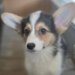 Smore - boy - 7th born - White and black male Pembroke Welsh Corgi puppy in Tomball, Texas from Larsen Loved Corgis
