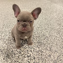 Girl 2 - Blue French Bulldog puppy in New York from Charlie’s Frenchies