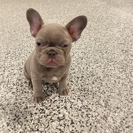 Girl 2 - Blue French Bulldog puppy in New York from Charlie’s Frenchies