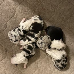 Miniature American Shepherd and Parson Russell Terrier Puppies from Red Rock