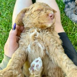 Charming - Apricot male Aussiedoodle puppy in Upper Lake, California from Redwood Aussiedoodles