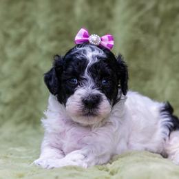 Ember - Parti female Poodle puppy in Weston, Florida from Miami Toy Poodles