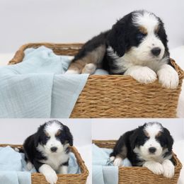 Aussiedoodle Puppies from Silva Ranch Doodles