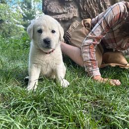 Girl 1- Maroon collar girl - Yellow female Labrador Retriever puppy in Isanti, Minnesota from Four Corners Family Labs
