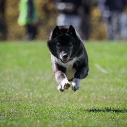 Nilly - Siberian Husky
