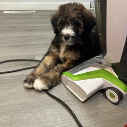 Purple - female Bernedoodle puppy in Delton, Michigan from Rocky Top Acres