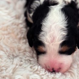 Bernedoodles from Reeces Pieces Puppies