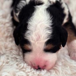 Bernedoodles from Reeces Pieces Puppies
