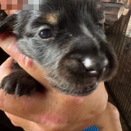ROSIE - Black female Dachshund puppy in Channahon, Illinois from Lord Frank’s Mini Weeniers