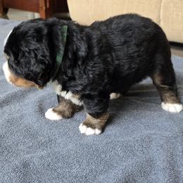 Lola - Black rust and white female Bernese Mountain Dog puppy in Alpharetta, Georgia from Bravura Bernese Mountain Dog
