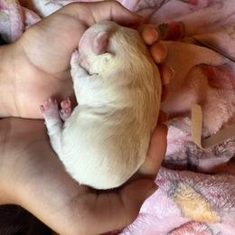 Madeline - Cream female Maltipoo puppy in Prague, Oklahoma from Playful Paws Maltese and Maltipoos
