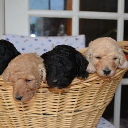 Labradoodle Puppies from Terra Swann