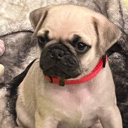 Oakley - Fawn male Pug puppy in Black Mtn, North Carolina from Southern Pugs