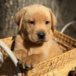 Samwise - Yellow male Labrador Retriever puppy in Isle, Minnesota from Dog Ear Outfitters