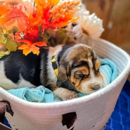 Yellow girl - Black brown and white female Basset Hound puppy in Converse, Louisiana from Walkers Catuna Bassett Hounds
