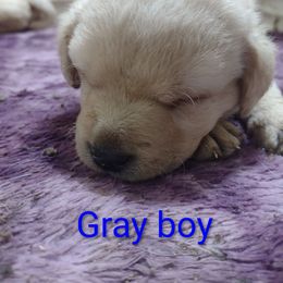 Gray collar boy - Yellow male Labrador Retriever puppy in Nacogdoches, Texas from Westlane Dogs