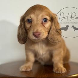 Boy 2 - Cream male Dachshund puppy in Town Creek, Alabama from Dirt Road Dachshunds