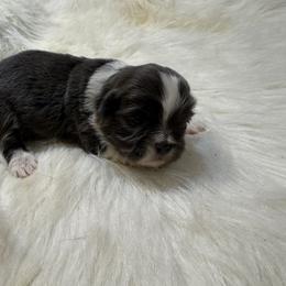 Blue and white girl - Blue and white female Shihpoo puppy in Newark, Ohio from Gemini Kennels