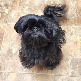 RAVEN - Shih Tzu