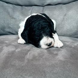 Blue collar - Parti male Poodle puppy in Fruita, Colorado from Switzer Poodles