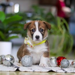 Joy - Sable female Pembroke Welsh Corgi puppy in Sugarcreek, Ohio from Admar Canines