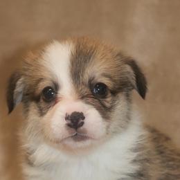 Whiskey - Sable male Pembroke Welsh Corgi puppy in West, Texas from Rustic Spur Kennel