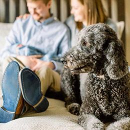 Goldendoodle All Grown Up from Simply Doodles LLC