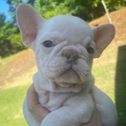 Beth - Cream female French Bulldog puppy in Seneca, South Carolina from Burrell’s Bulldog Kingdom