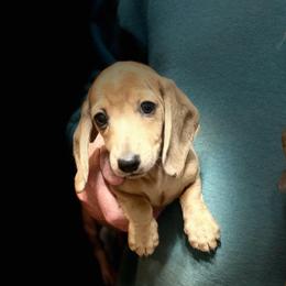 Abe - Cream male Dachshund puppy in Gavilan Hills, California from Bacchanal Kennel/Ranch
