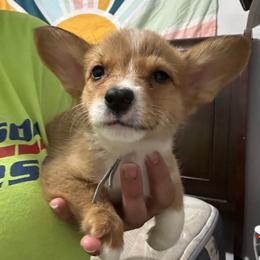 Blue - White and red male Pembroke Welsh Corgi puppy in Rochester, New York from Tnt Yorkies and Cosmic corgis