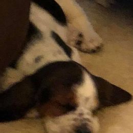 Basset Hounds from T & S FARMS