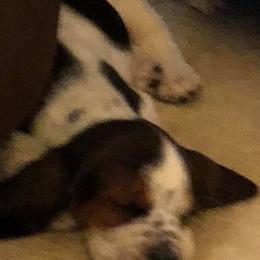 Basset Hounds from T & S FARMS