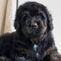 Valor - Phantom male Bernedoodle puppy in Folsom, Louisiana from DoodlesFarmCo