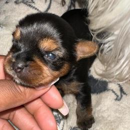 Honey -yellow collar - Black and tan female Yorkshire Terrier puppy in Selden, New York from Alisha's Yorkshire Terriers
